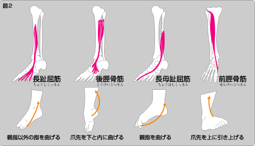 足を補強する筋肉